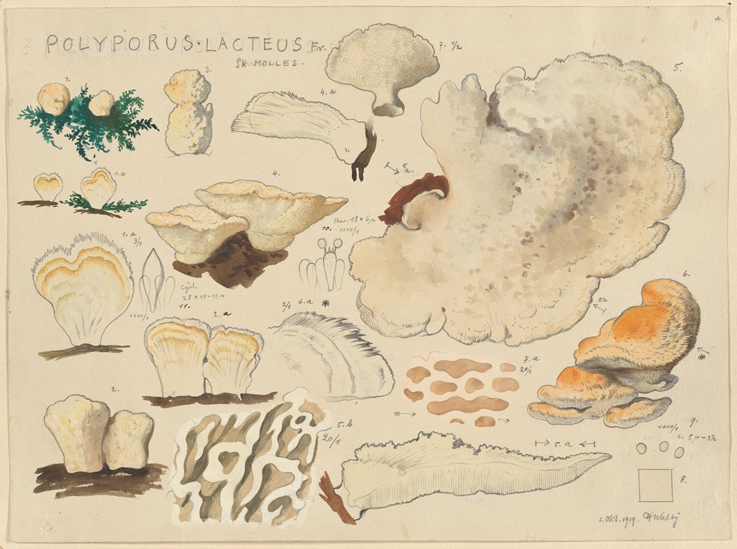 Polyporus lacteus Fr. Sk. Molles — Hans Walty