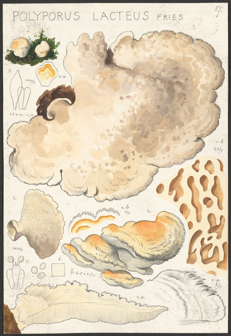 Polyporus lacteus Fries by Hans Walty, 1915-1945 — digital art print download