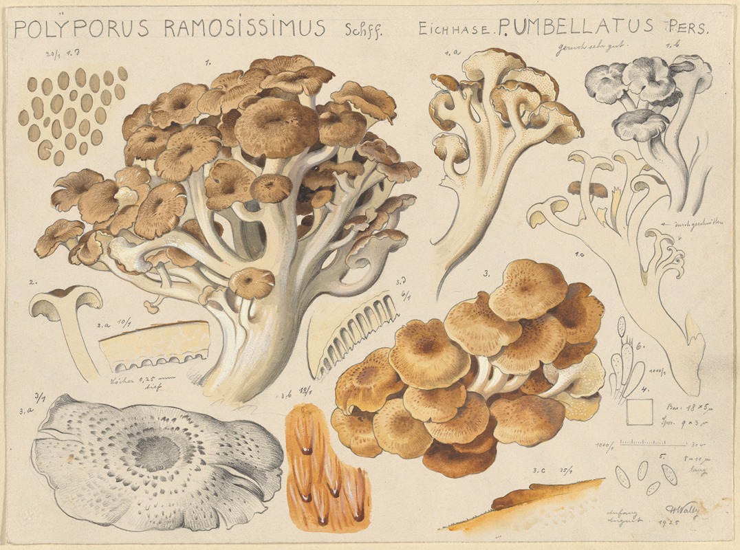 Polyporus ramosissimus Schff. by Hans Walty, 1915-1945 — digital art print download