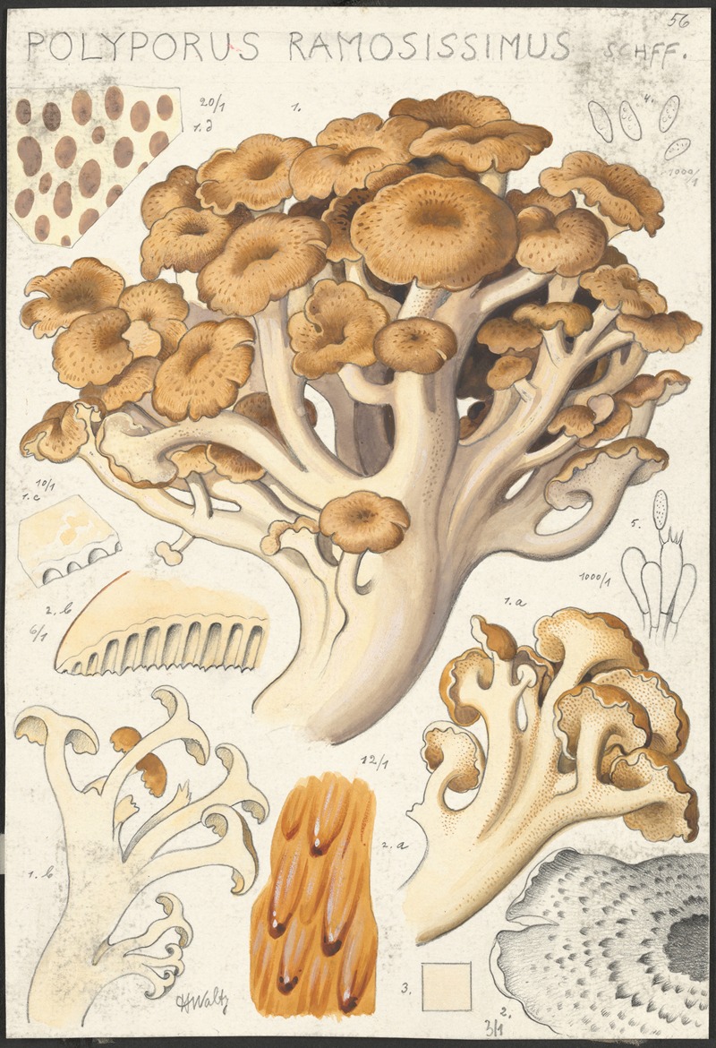 Polyporus ramosissimus Schff by Hans Walty, 1915-1945 — digital art print download