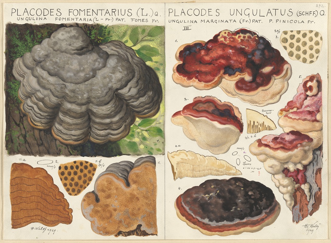 Polystictus fomentarius, Placodes ungulatus by Hans Walty, 1915-1945 — digital art print download