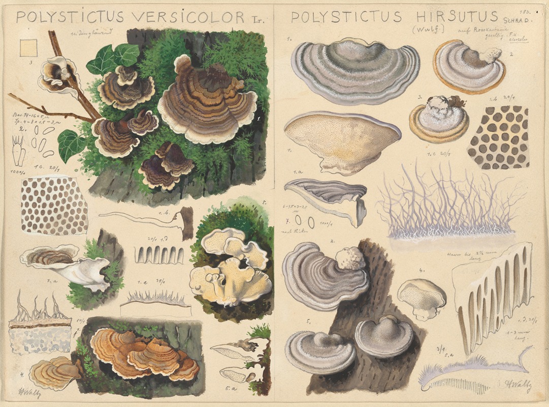Polystictus versicolor, Polystictus hirsutus by Hans Walty, 1915-1945 — digital art print download