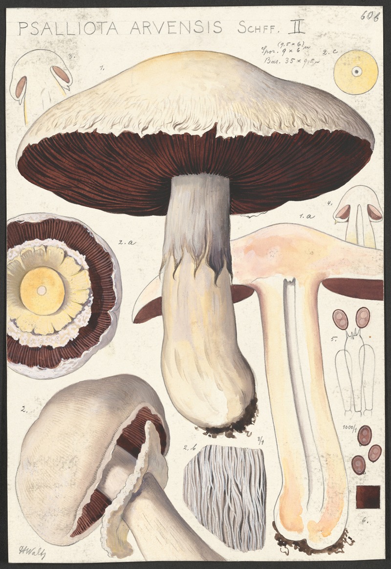 Psalliota Arvensis Schff. II by Hans Walty, 1915-1945 — digital art print download