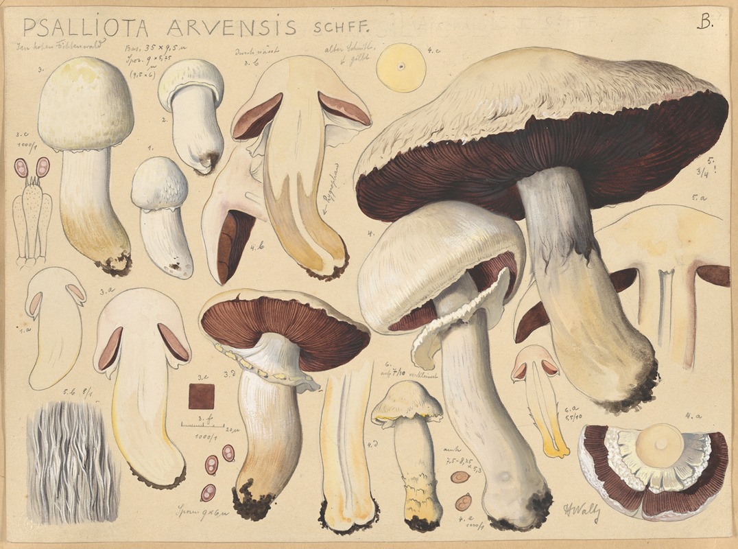 Psalliota arvensis Schff. by Hans Walty, 1915-1945 — digital art print download