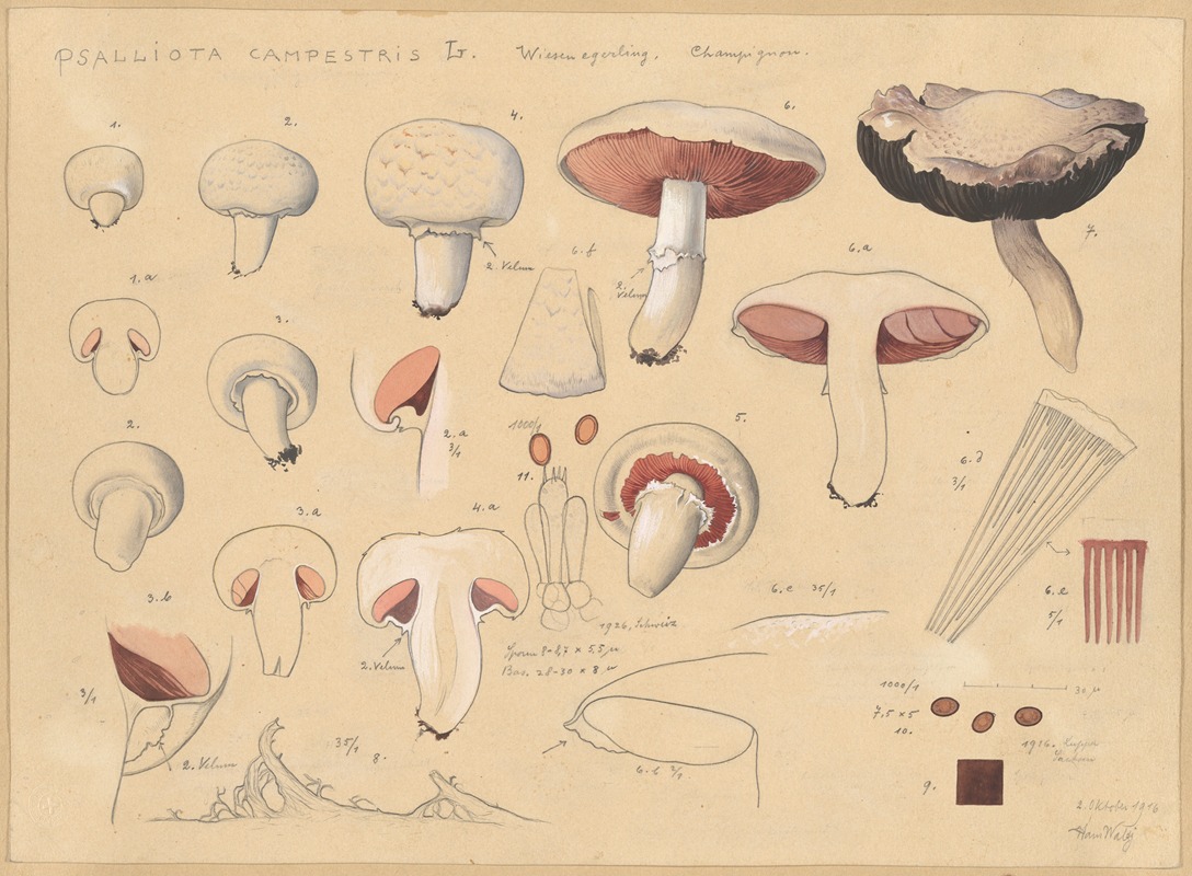 Psalliota campestris L. by Hans Walty, 1915-1945 — digital art print download