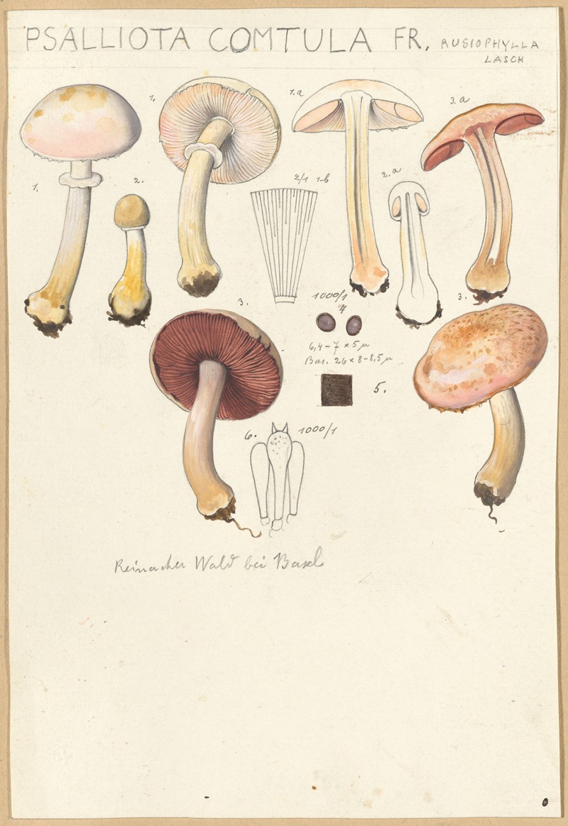 Psalliota comtula by Hans Walty, 1915-1945 — digital art print download