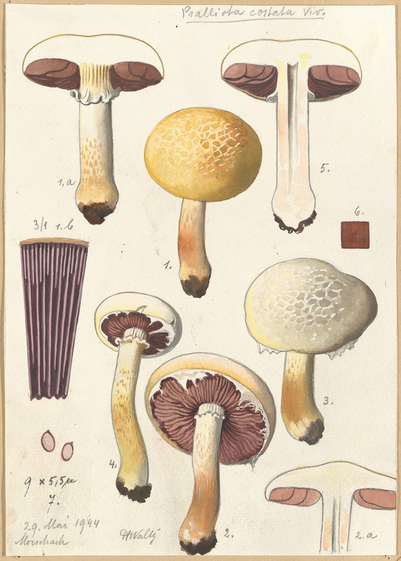 Psalliota costata by Hans Walty, 1915-1945 — digital art print download