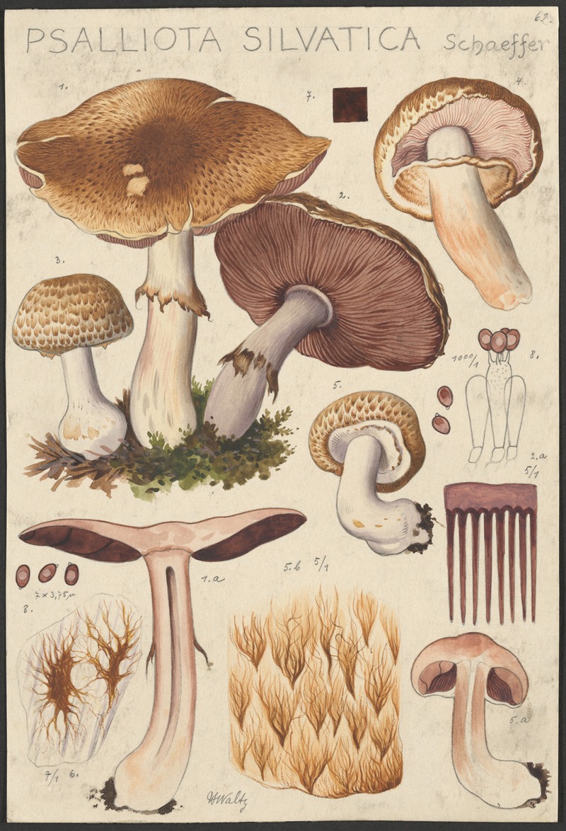 Psalliota silvatica Schaeffer by Hans Walty, 1915-1945 — digital art print download