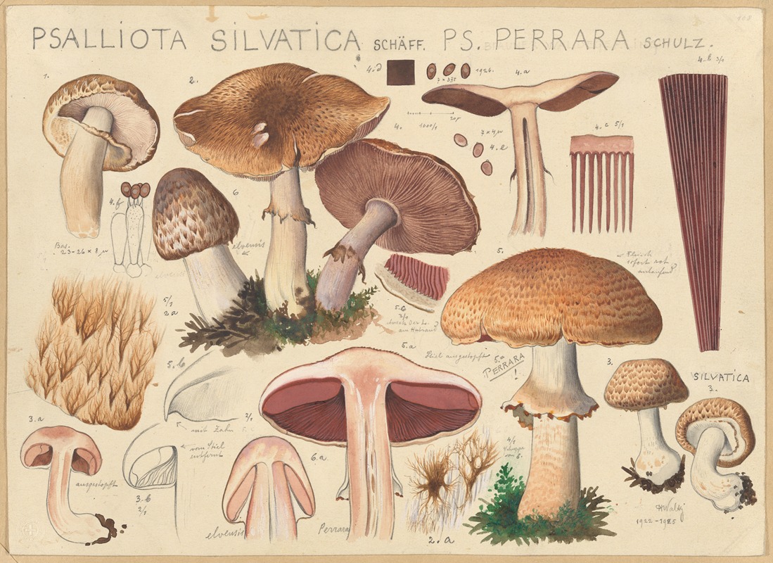 Psalliota silvatica Schäff., Ps. perrara Schulz. by Hans Walty, 1915-1945 — digital art print download