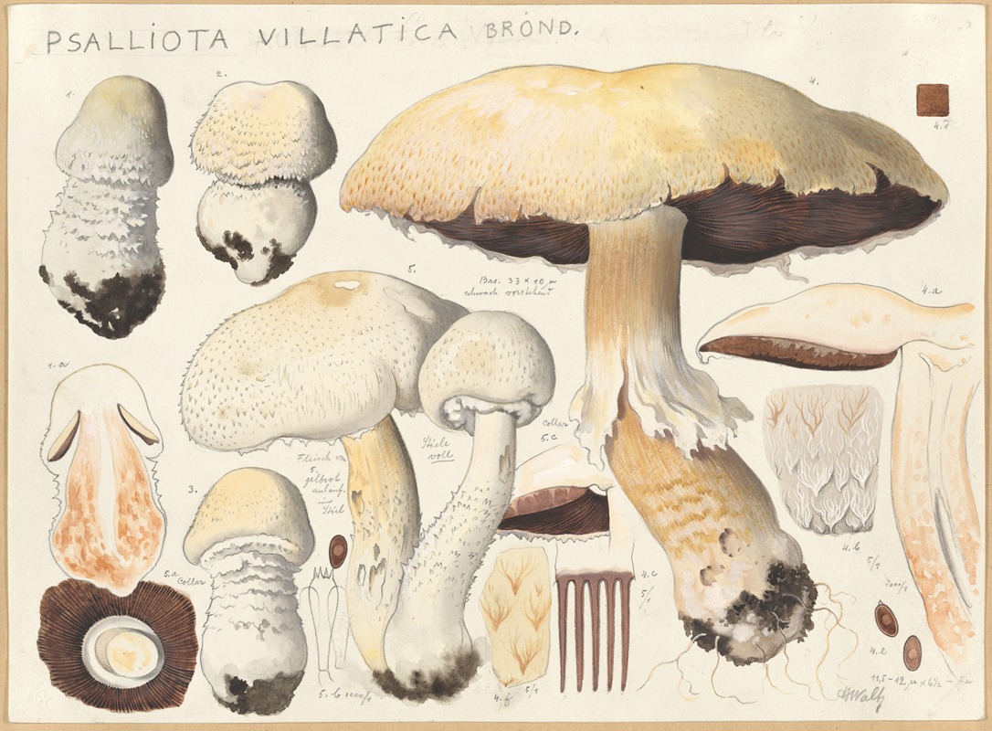 Psalliota villatica Brond by Hans Walty, 1915-1945 — digital art print download
