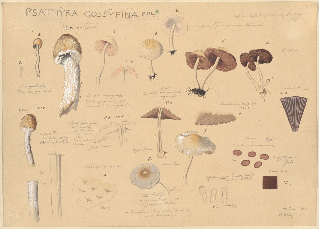 Psathyra gossypina Bull. by Hans Walty, 1915-1945 — digital art print download