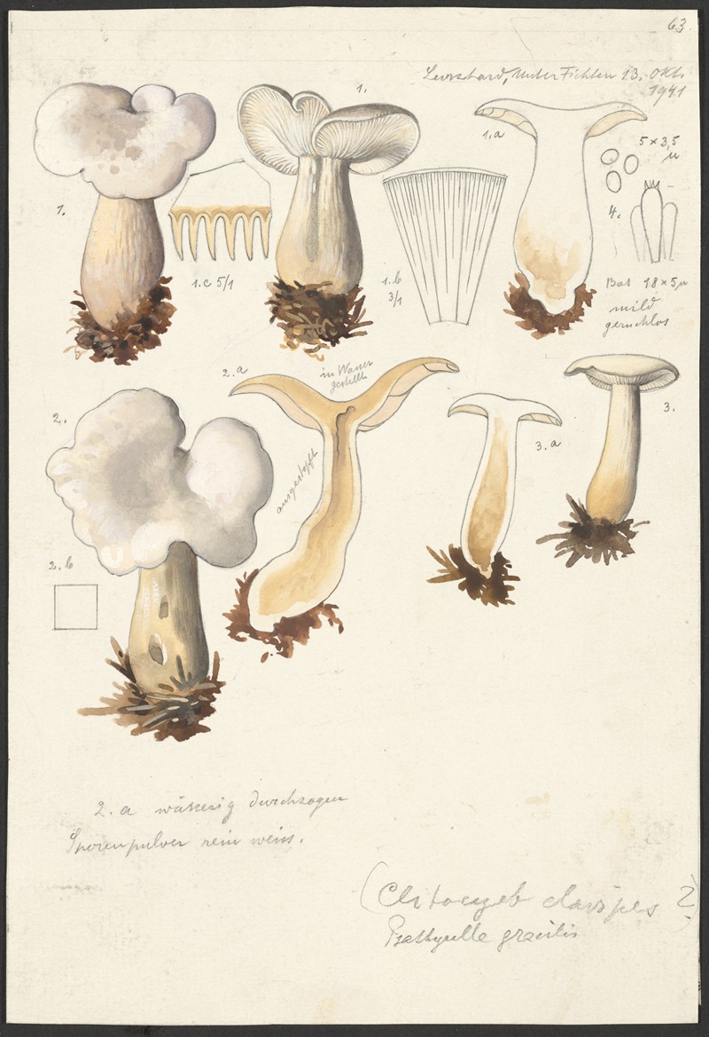 Psathyrella gracilis, (Clitocybe clavipes) by Hans Walty, 1915-1945 — digital art print download