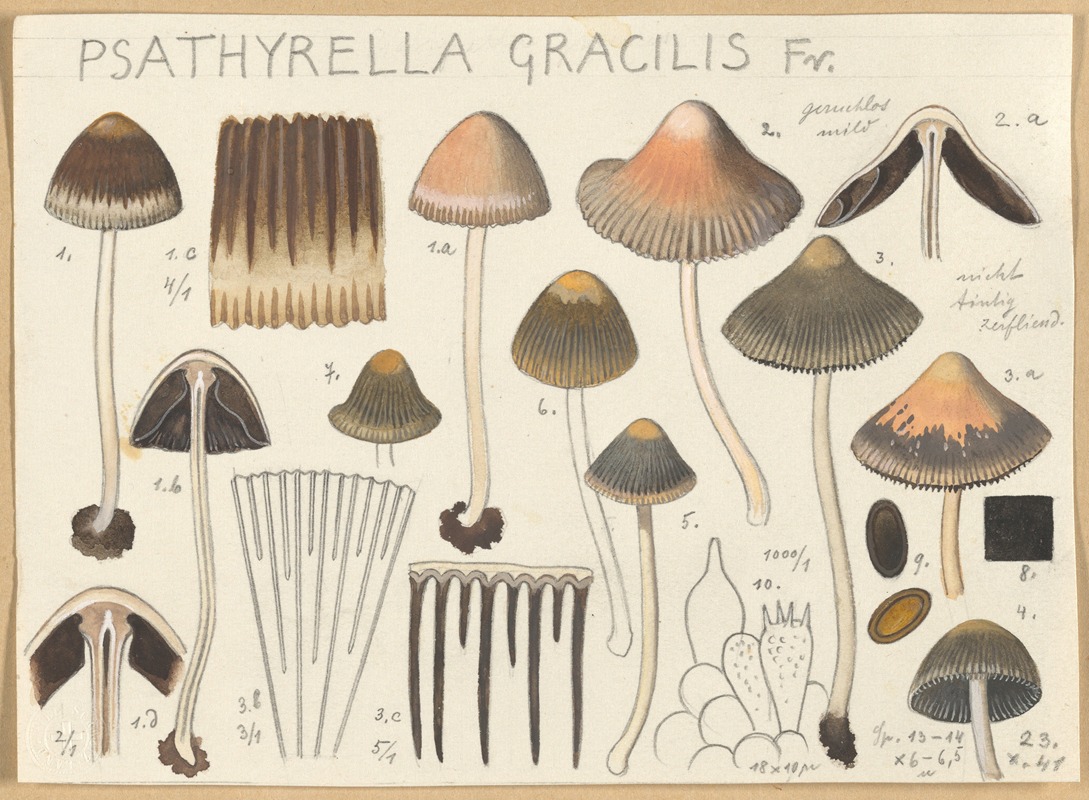 Psathyrella gracilis by Hans Walty, 1915-1945 — digital art print download