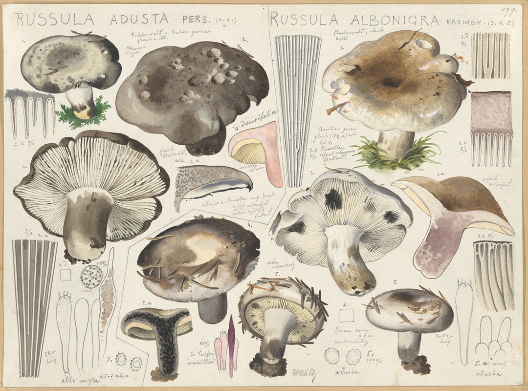 Russula adusta, Russula albonigra — Hans Walty