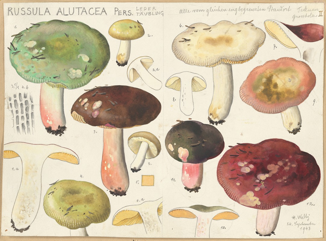 Russula alutacea Pers. by Hans Walty, 1915-1945 — digital art print download