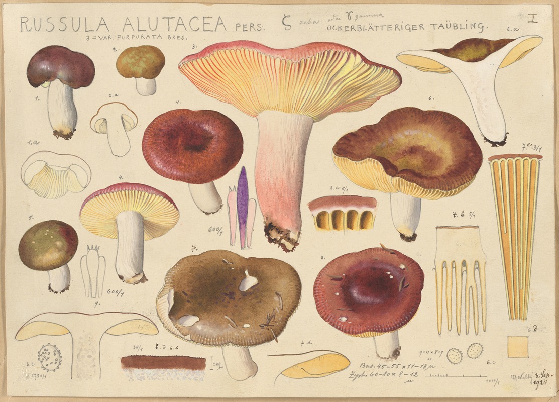 Russula alutacea Pers by Hans Walty, 1915-1945 — digital art print download
