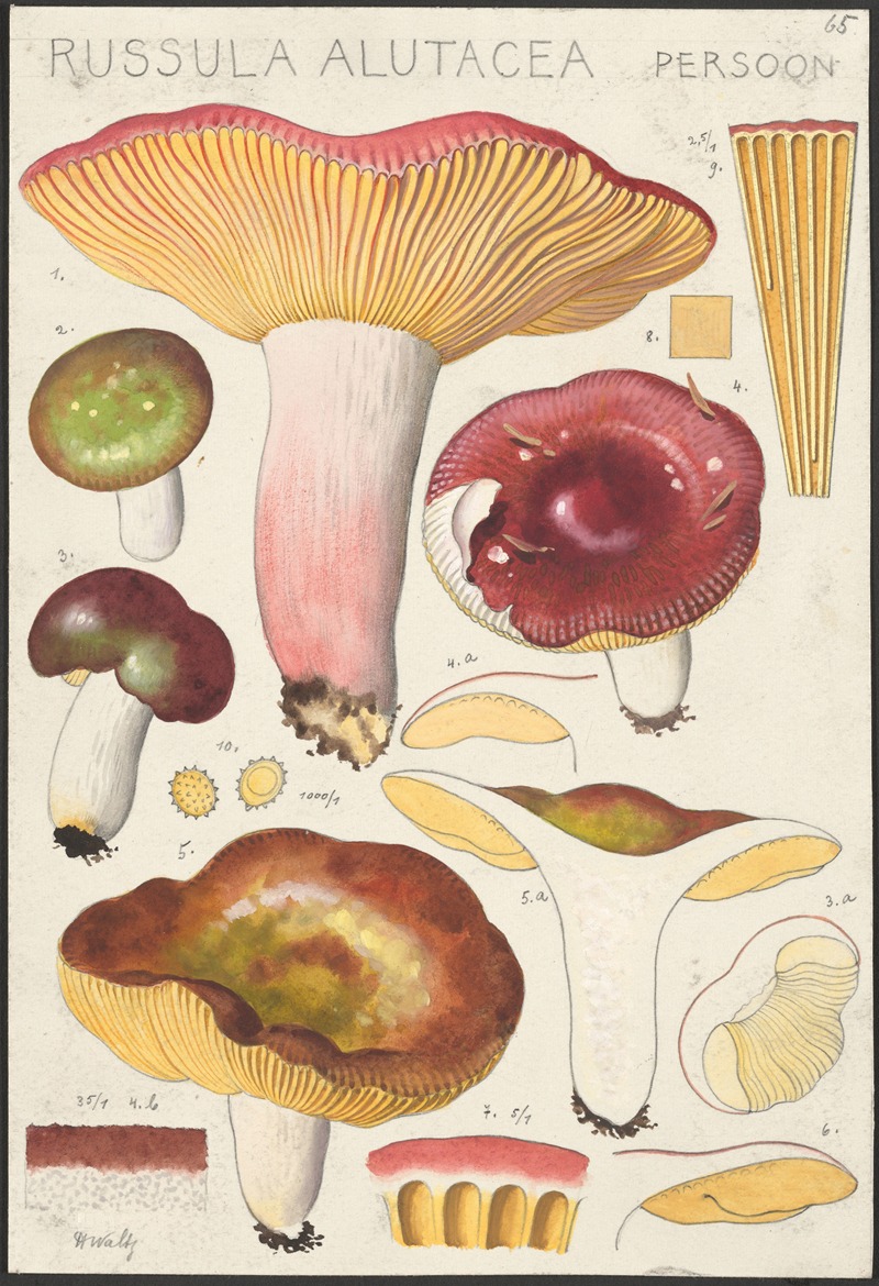 Russula alutacea Persoon by Hans Walty, 1915-1945 — digital art print download