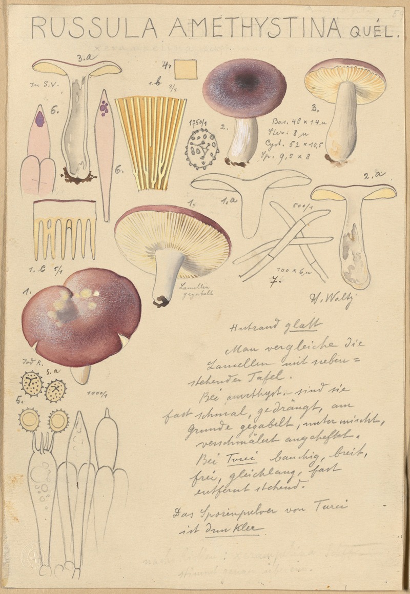Russula amethystina by Hans Walty, 1915-1945 — digital art print download