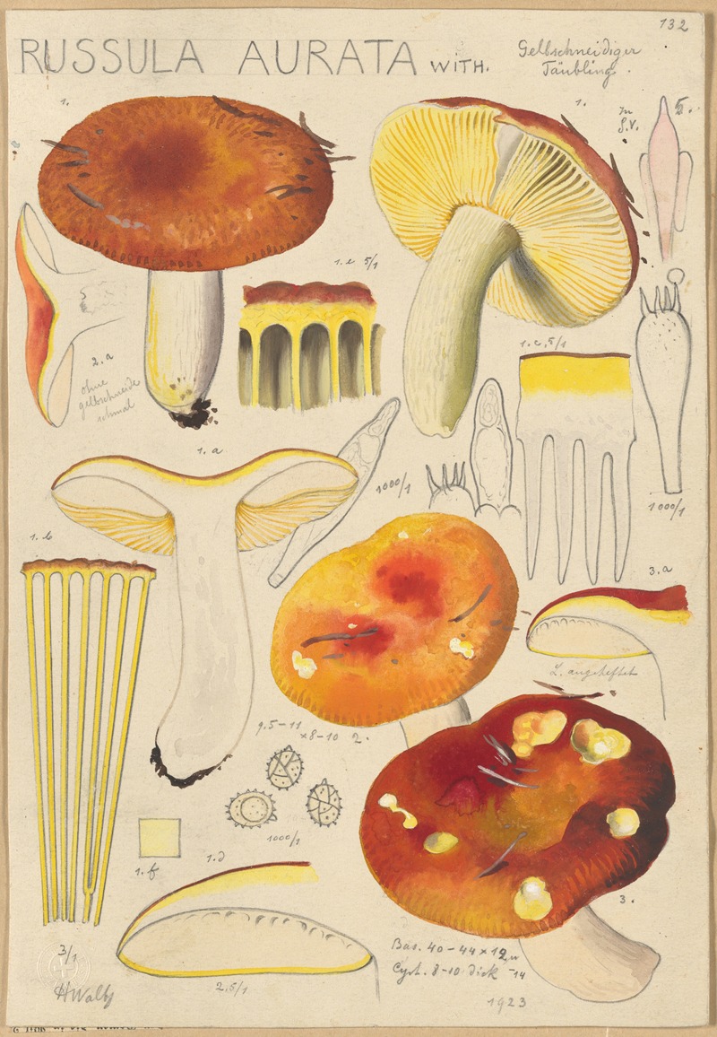 Russula aurata by Hans Walty, 1915-1945 — digital art print download