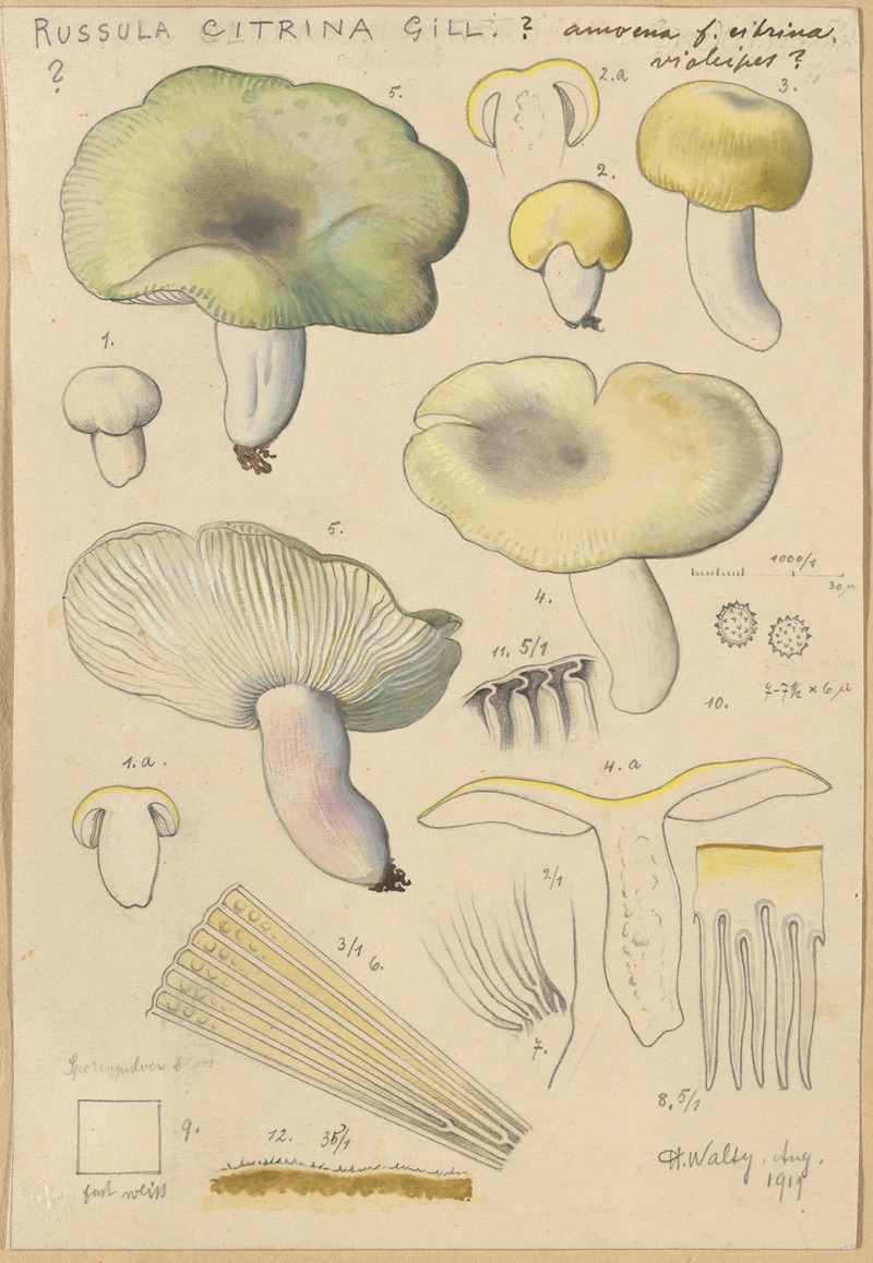 Russula citrina Gill. by Hans Walty, 1915-1945 — digital art print download