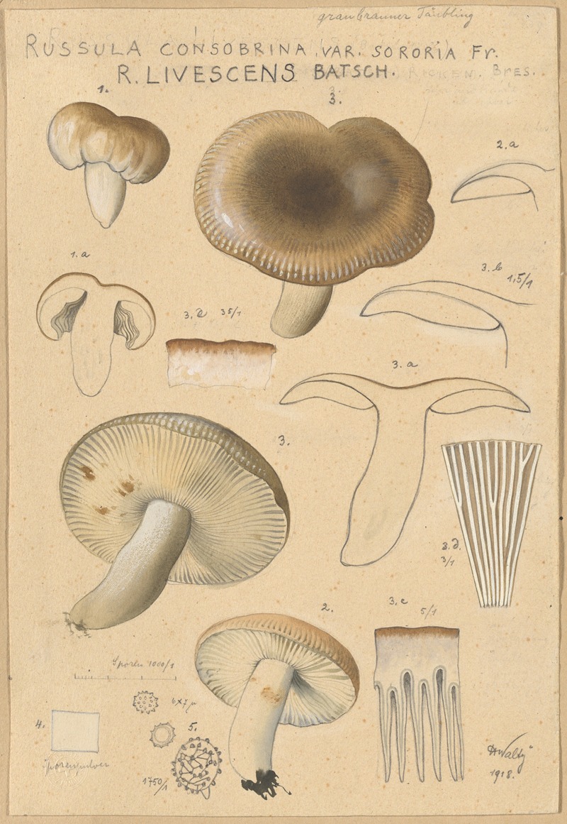 Russula consobrina var sororia by Hans Walty, 1915-1945 — digital art print download