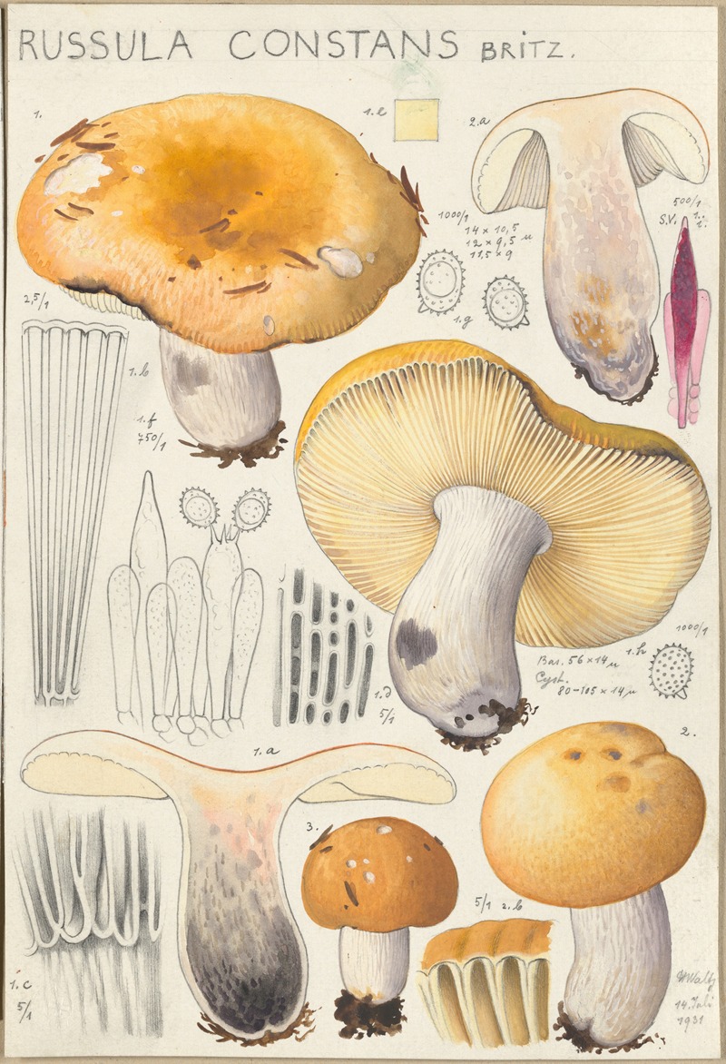 Russula constans by Hans Walty, 1915-1945 — digital art print download