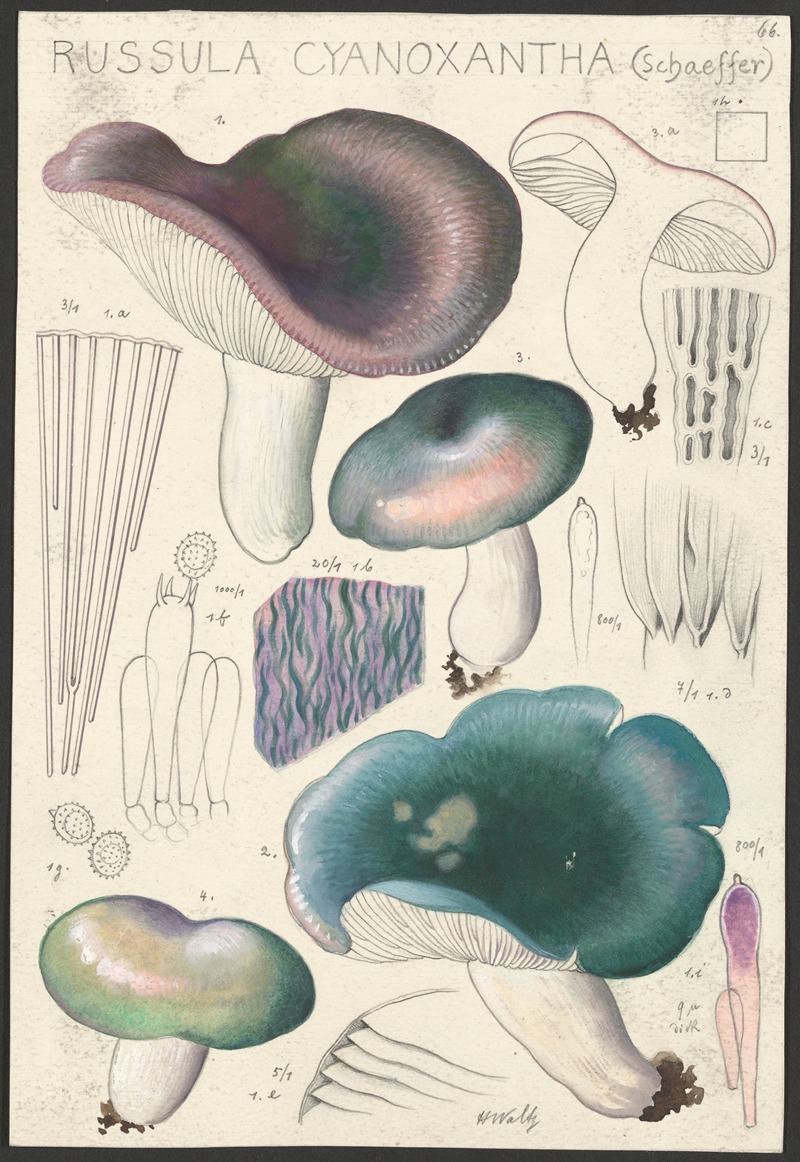 Russula cyanoxantha (Schaeffer). by Hans Walty, 1915-1945 — digital art print download