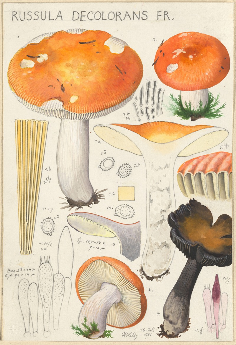 Russula decolorans Fr. by Hans Walty, 1915-1945 — digital art print download