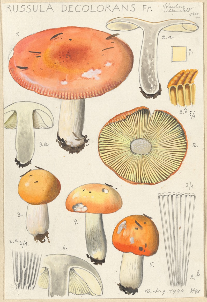 Russula decolorans by Hans Walty, 1915-1945 — digital art print download