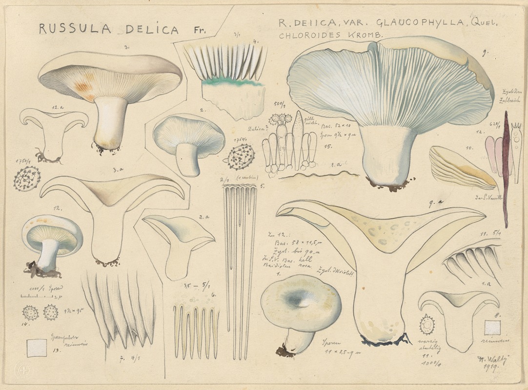 Russula delica by Hans Walty, 1915-1945 — digital art print download