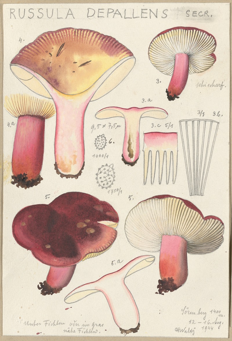 Russula depallens by Hans Walty, 1915-1945 — digital art print download
