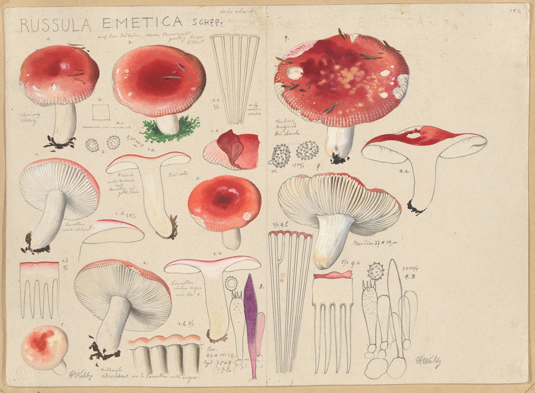 Russula emetica Schff. by Hans Walty, 1915-1945 — digital art print download