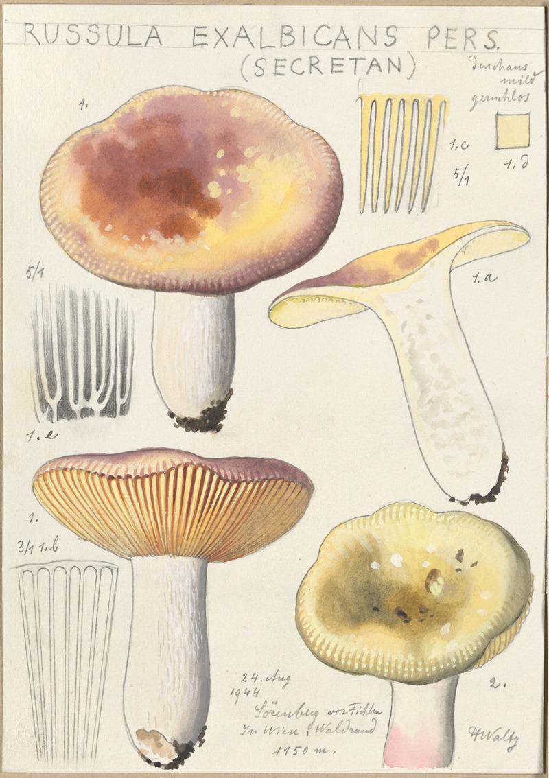 Russula exalbicans by Hans Walty, 1915-1945 — digital art print download