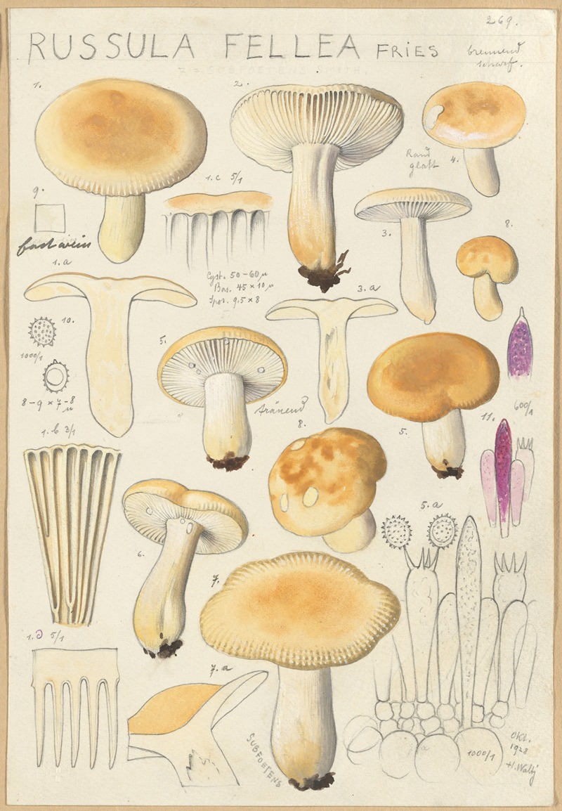 Russula fellea by Hans Walty, 1915-1945 — digital art print download
