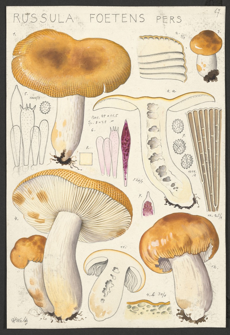 Russula foetens Pers. by Hans Walty, 1915-1945 — digital art print download