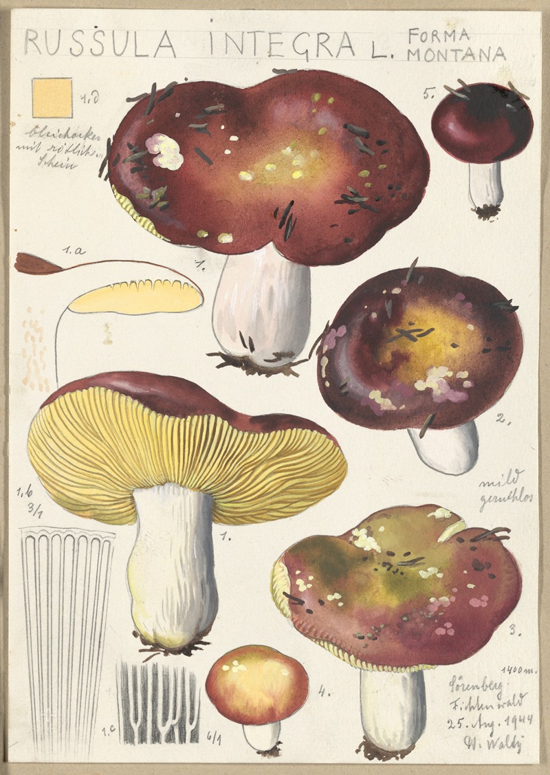 Russula integra L. Forma montana by Hans Walty, 1915-1945 — digital art print download