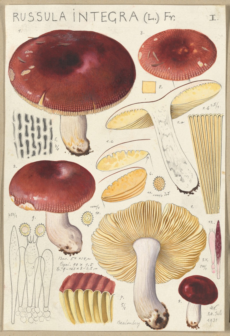 Russula integra by Hans Walty, 1915-1945 — digital art print download