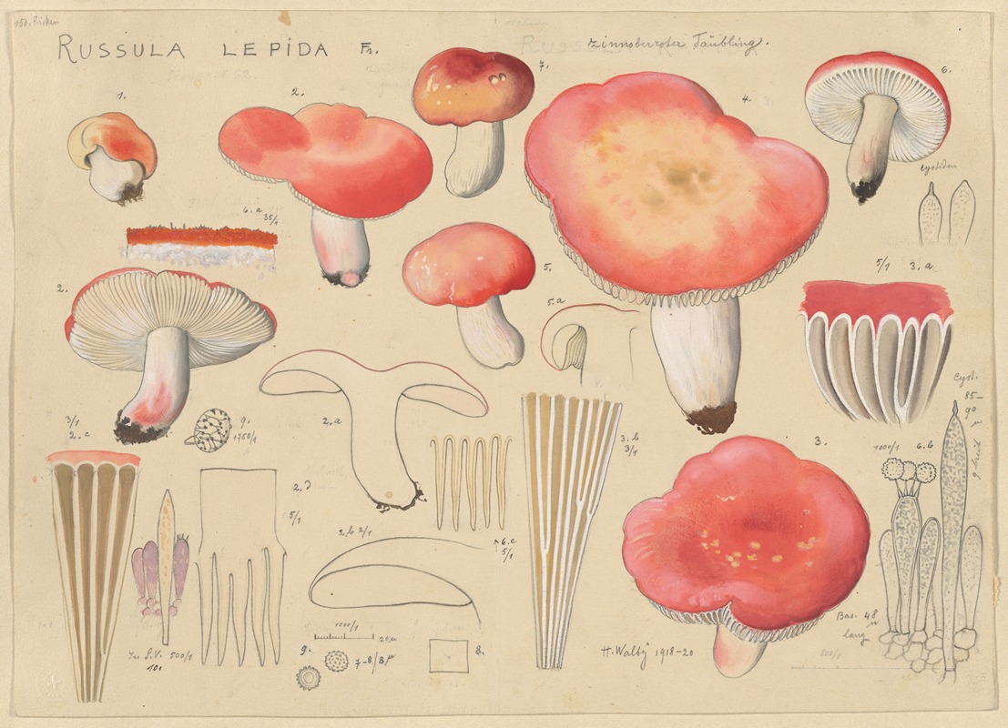 Russula lepida Fr. by Hans Walty, 1915-1945 — digital art print download