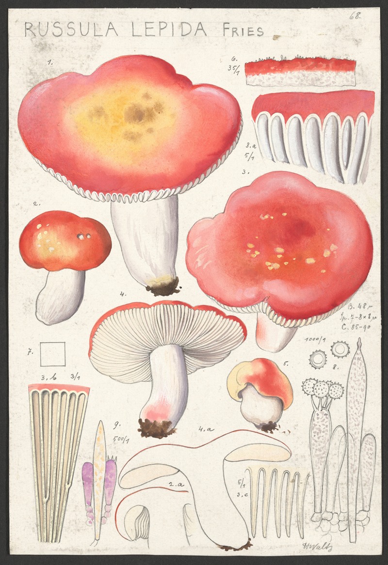 Russula lepida Fries by Hans Walty, 1915-1945 — digital art print download
