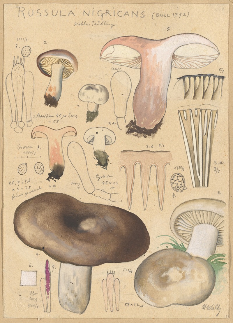 Russula nigricans by Hans Walty, 1915-1945 — digital art print download