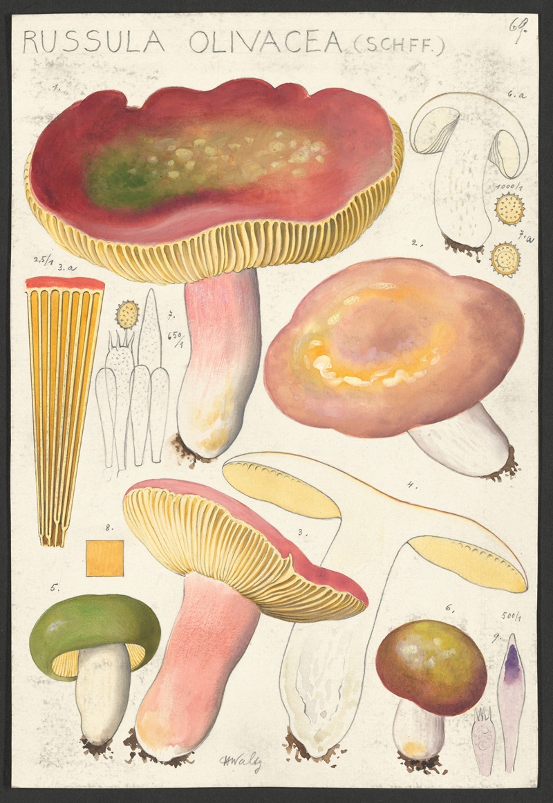 Russula olivacea (Schff.) by Hans Walty, 1915-1945 — digital art print download
