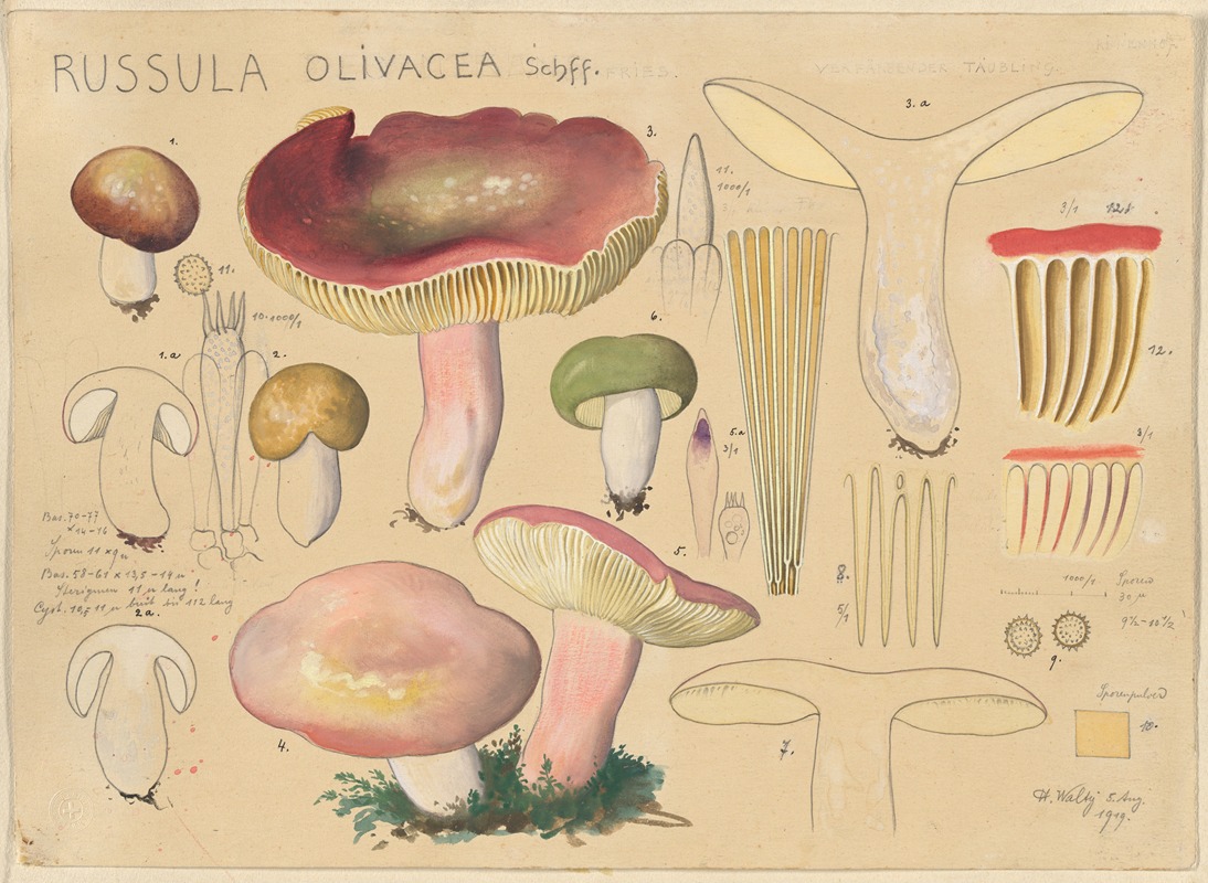 Russula olivacea Schff 2 by Hans Walty, 1915-1945 — digital art print download