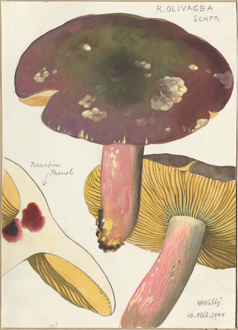 Russula Olivacea schff by Hans Walty, 1915-1945 — digital art print download