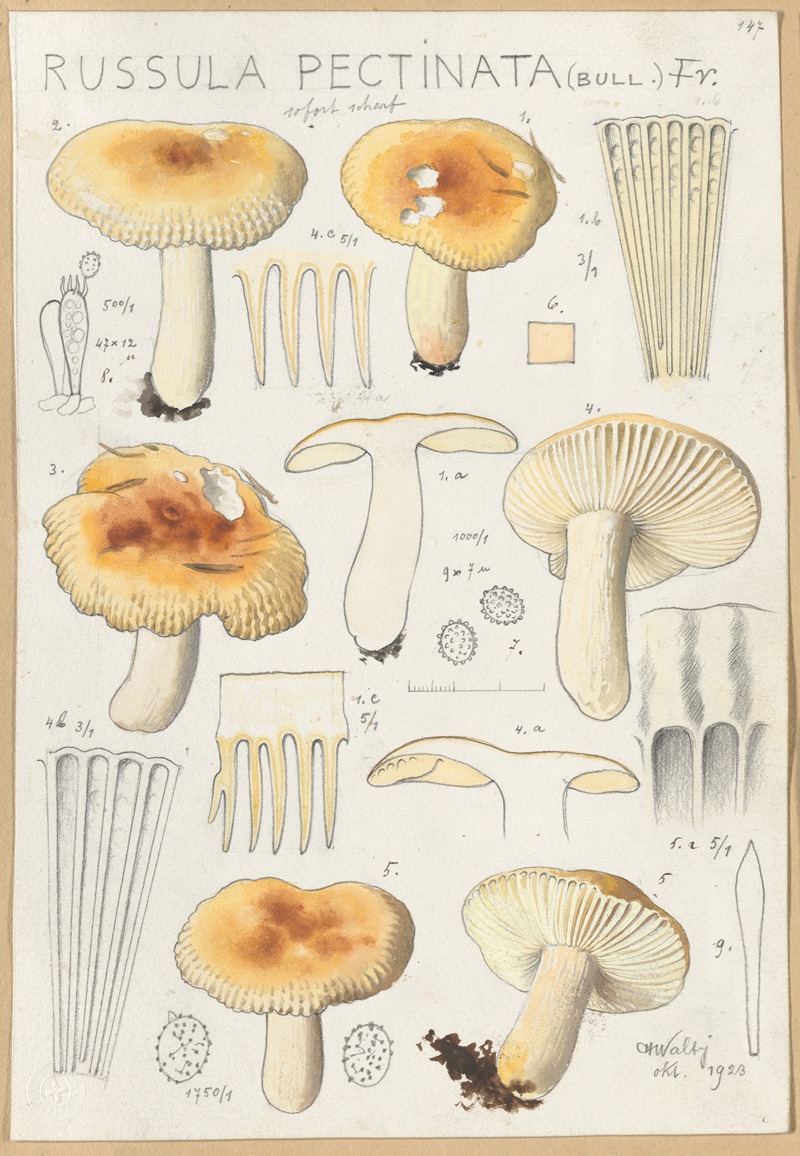 Russula pectinata by Hans Walty, 1915-1945 — digital art print download