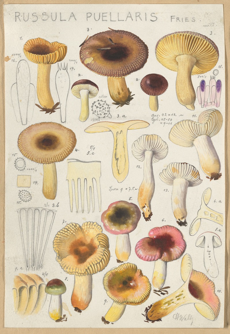 Russula Puellaries by Hans Walty, 1915-1945 — digital art print download