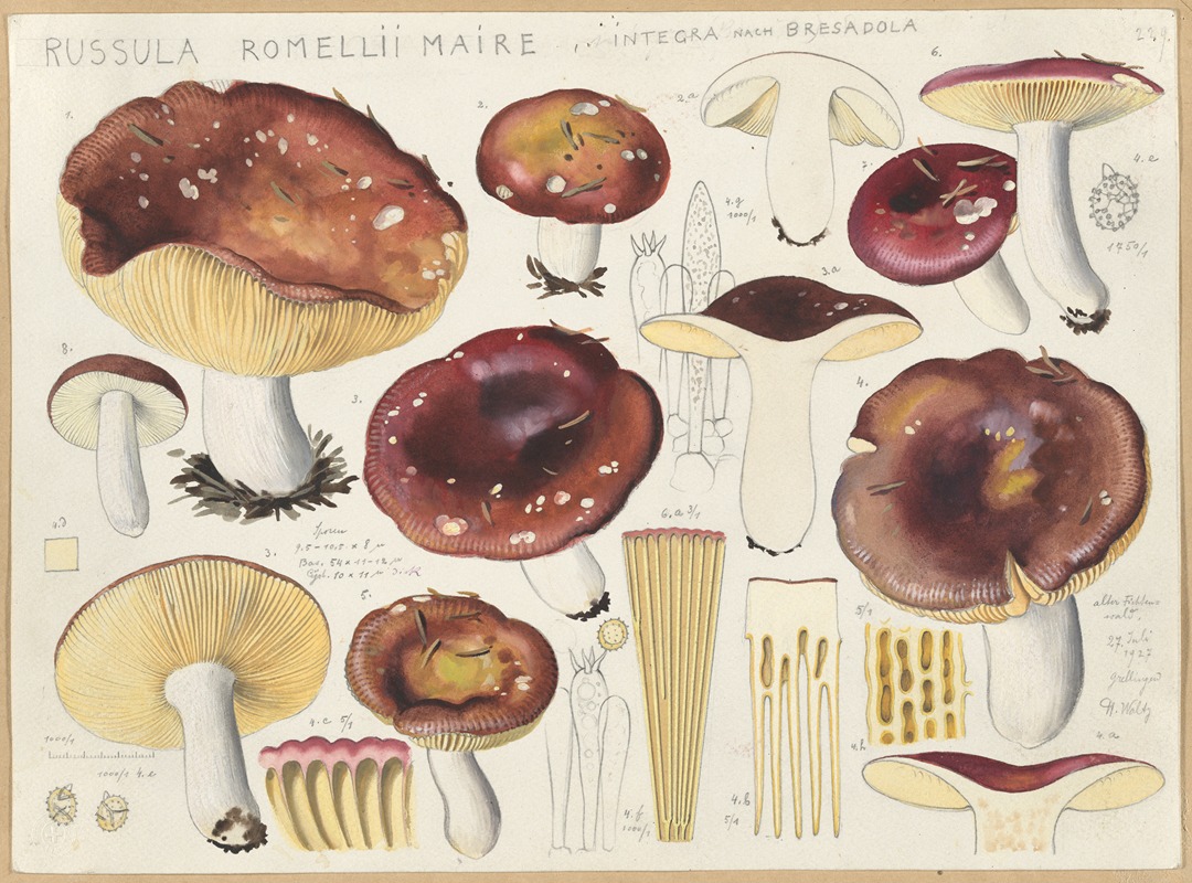 Russula romellii maire by Hans Walty, 1915-1945 — digital art print download