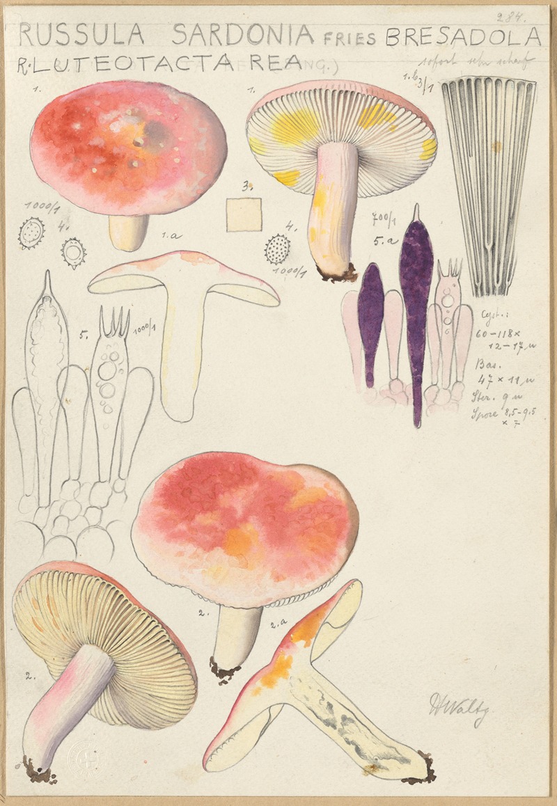 Russula sardonia by Hans Walty, 1915-1945 — digital art print download