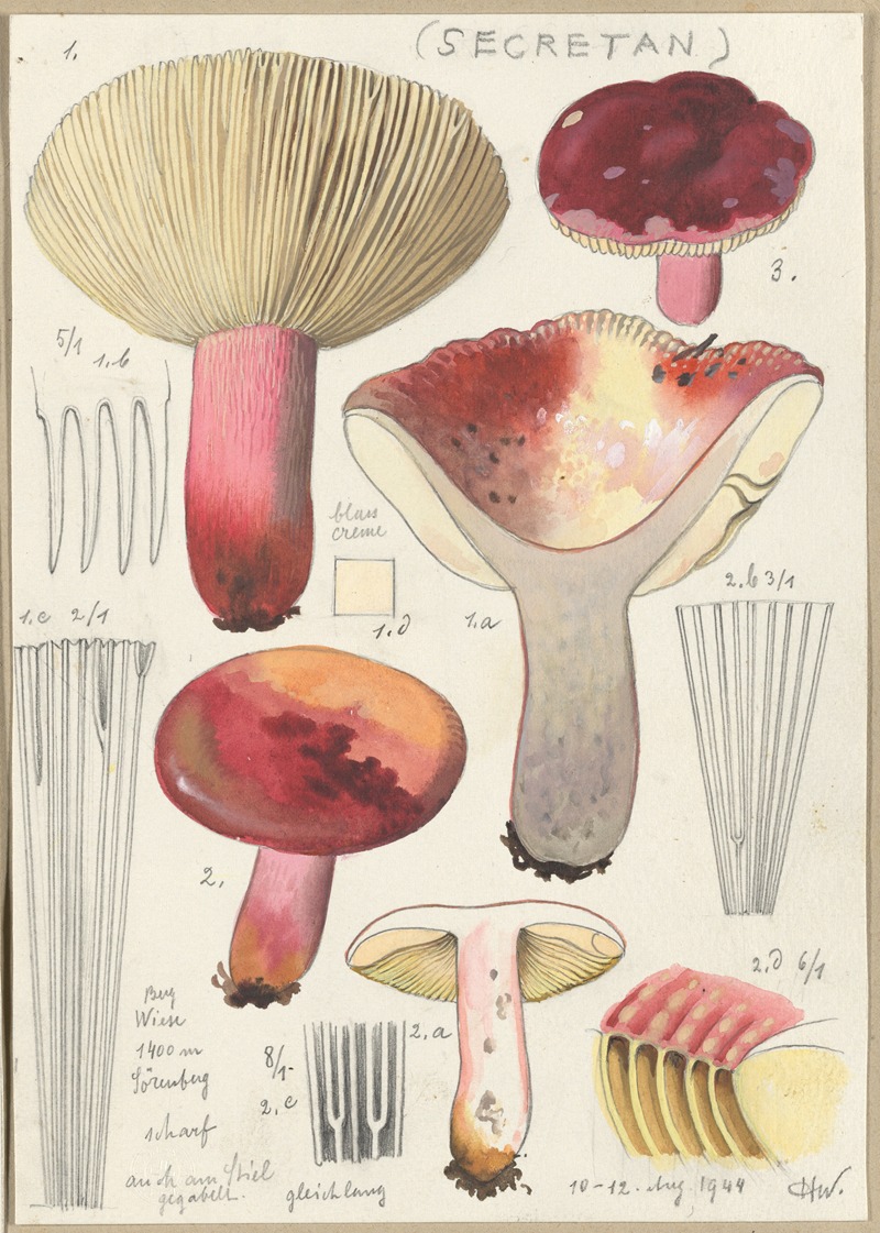 Russula secretan by Hans Walty, 1915-1945 — digital art print download
