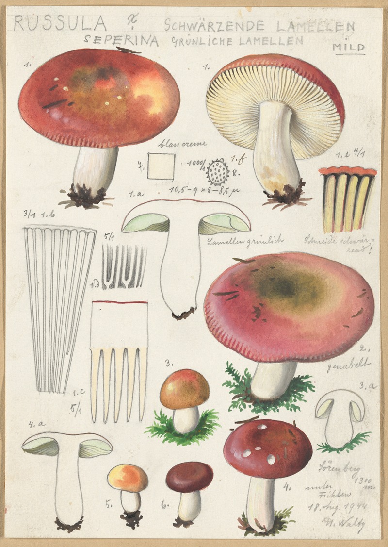 Russula Seperina by Hans Walty, 1915-1945 — digital art print download