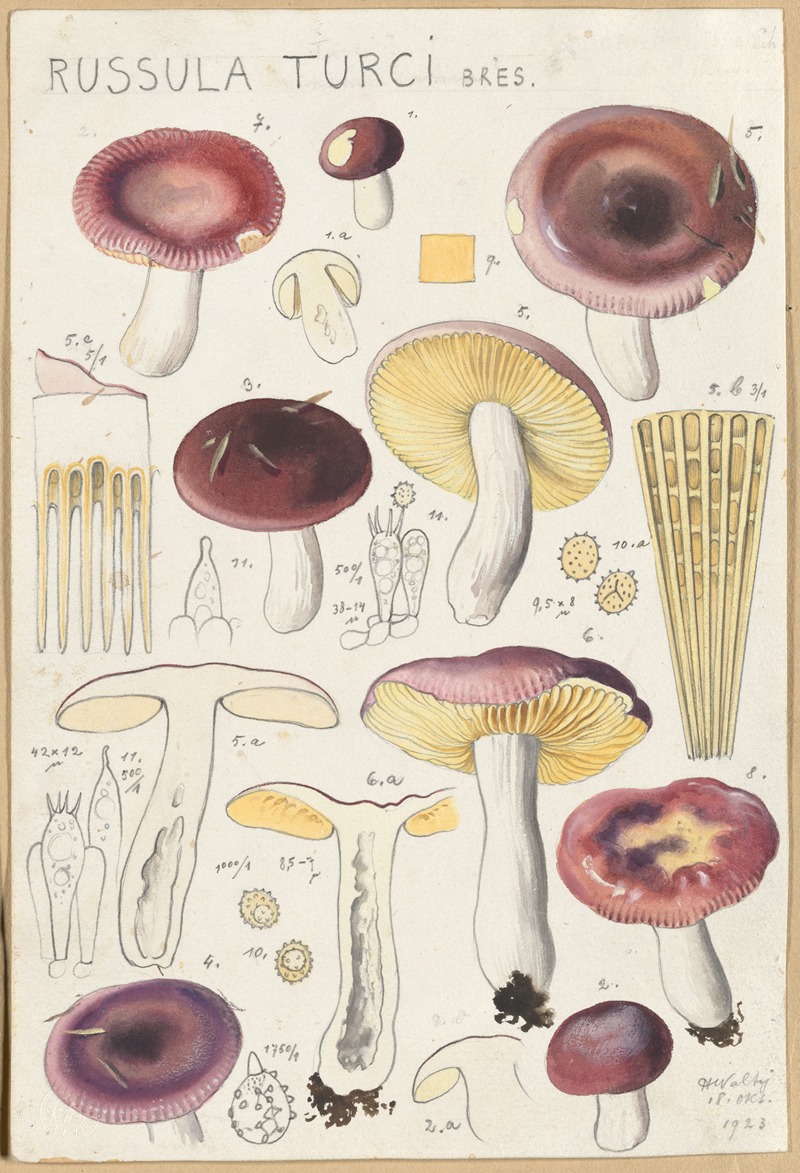 Russula turci by Hans Walty, 1915-1945 — digital art print download